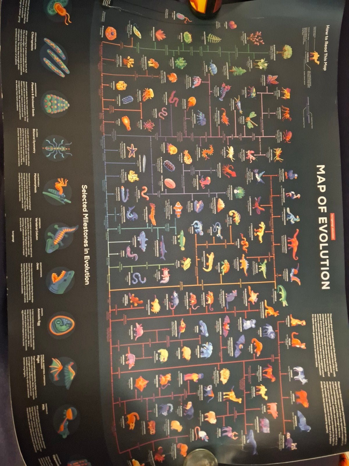 Kurzgesagt map of evolution, Gebruikt, Rechthoekig Liggend, Ophalen of Verzenden, A1 t/m A3