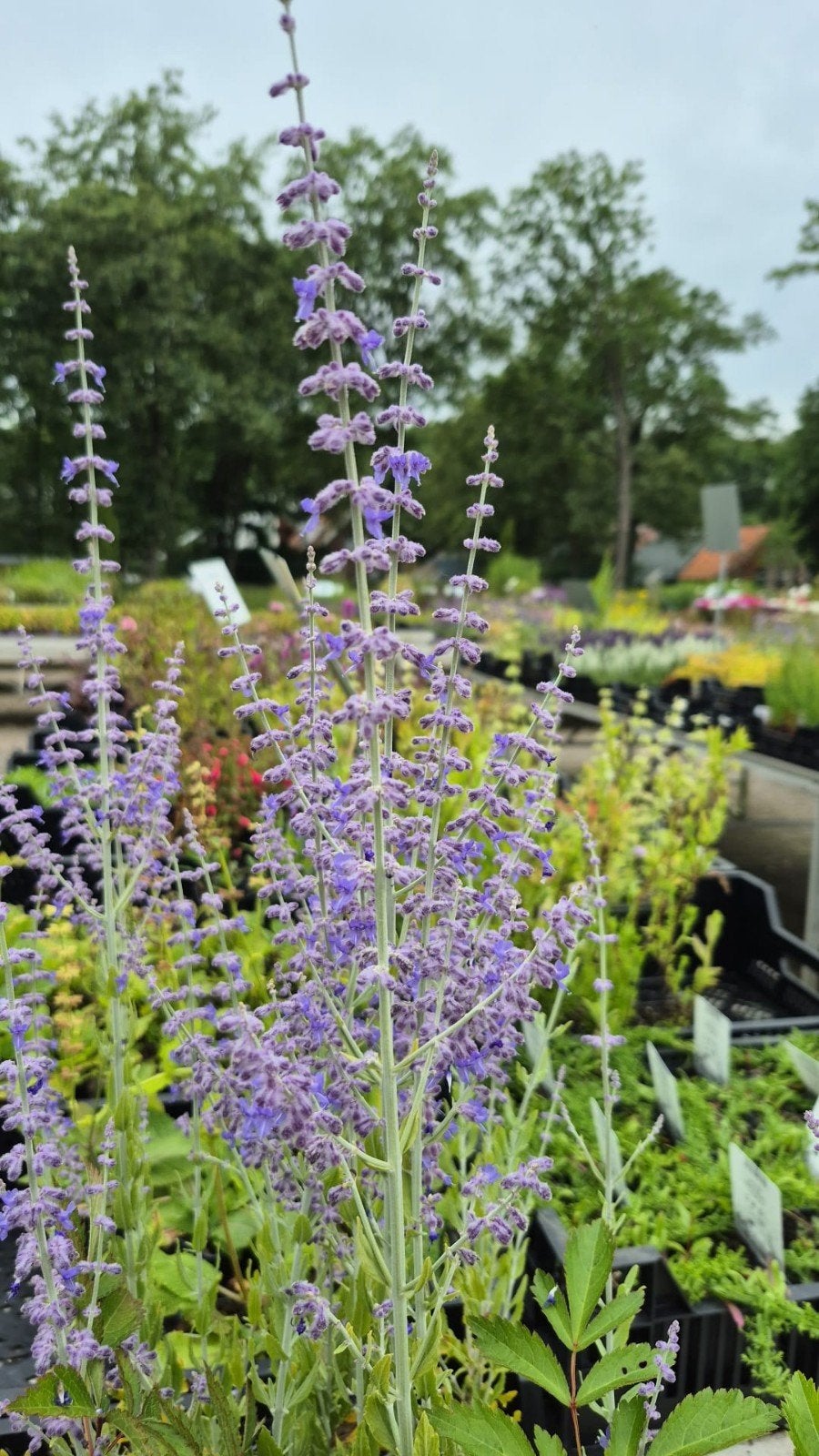 Perovskia 'Blue Spire' - Russische Salie, Volle zon, Vaste plant, Zomer, Ophalen