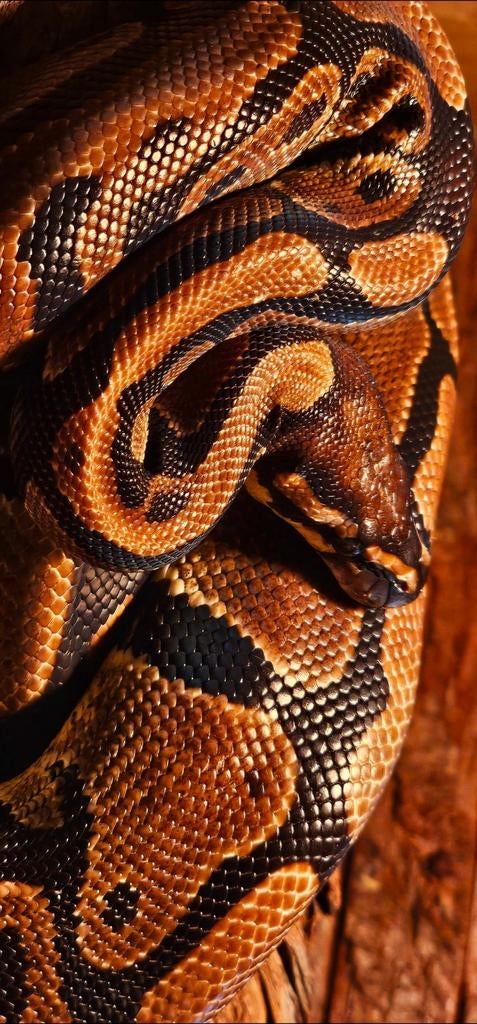 Ball python, Dieren en Toebehoren, Ophalen of Verzenden