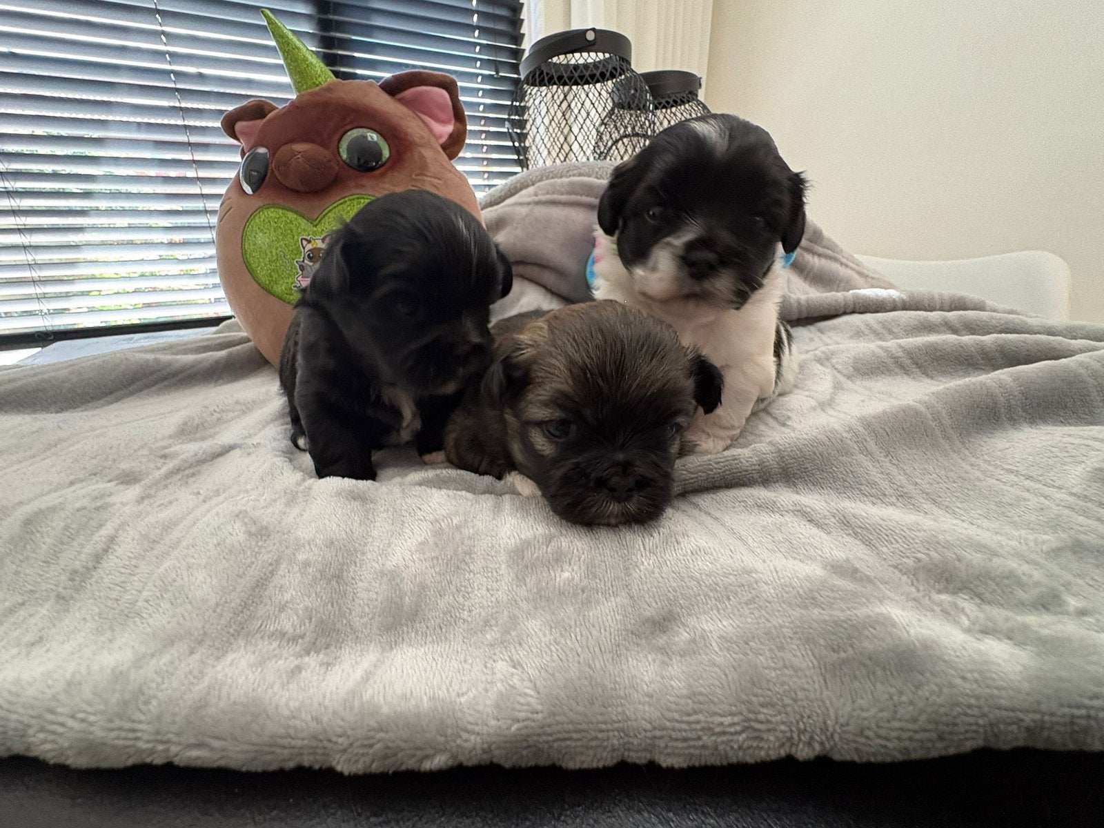 Boomer /Pekinees puppy’s, Dieren en Toebehoren, Overige rassen, 8 tot 15 weken, Meerdere, Meerdere dieren