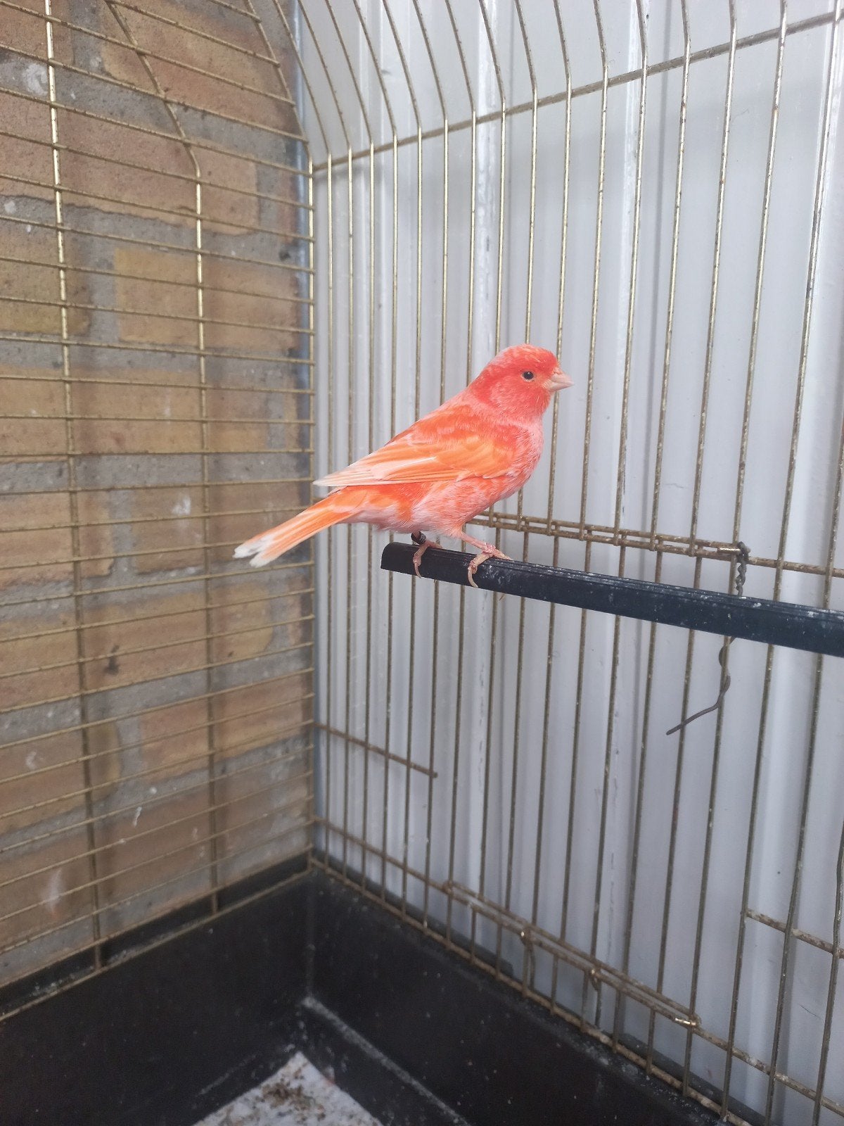 rode kanarie, Dieren en Toebehoren, Vrouwelijk, Zangkanarie