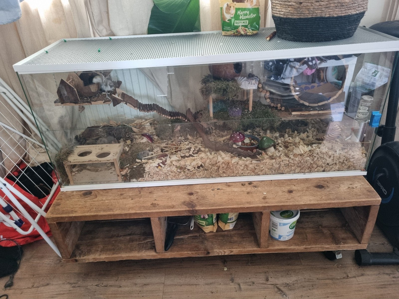 Terrarium te koop incl 3 campebelli hamsters.hamsterscapingc, Ophalen