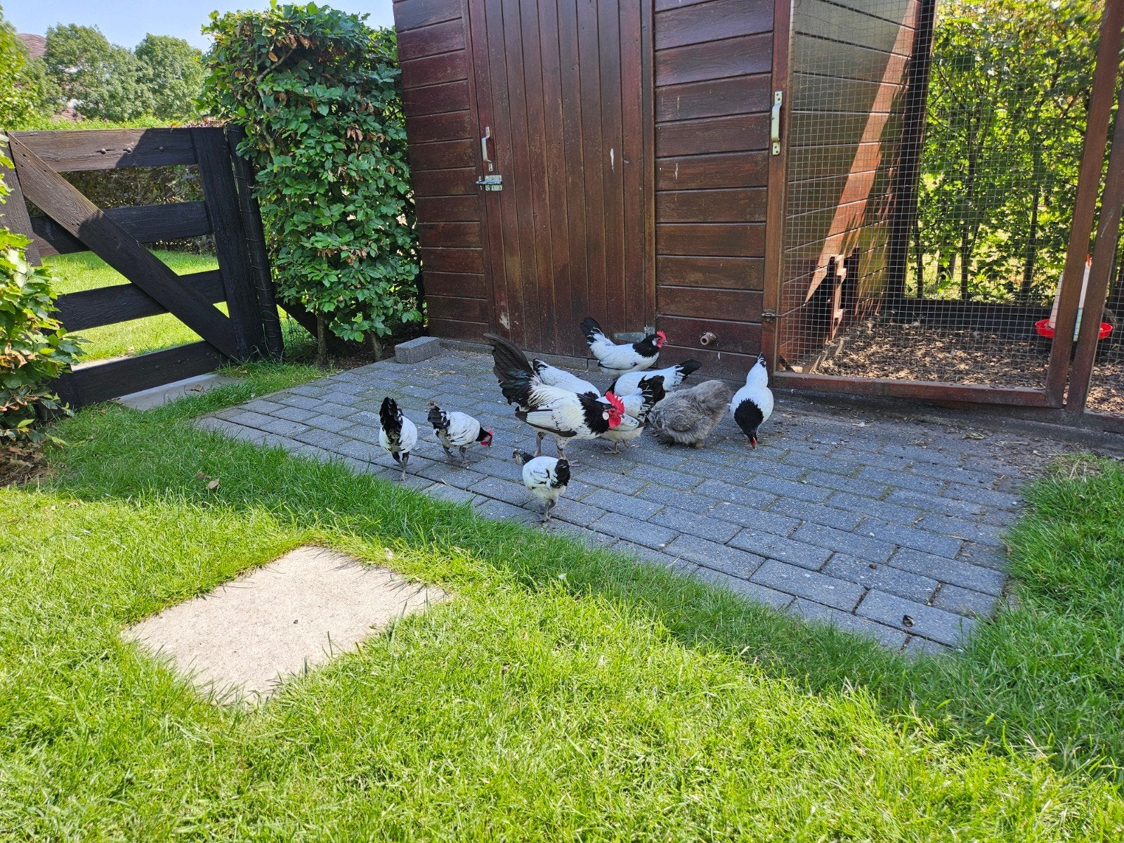 Lakenvelder kriel, Meerdere dieren, Kip