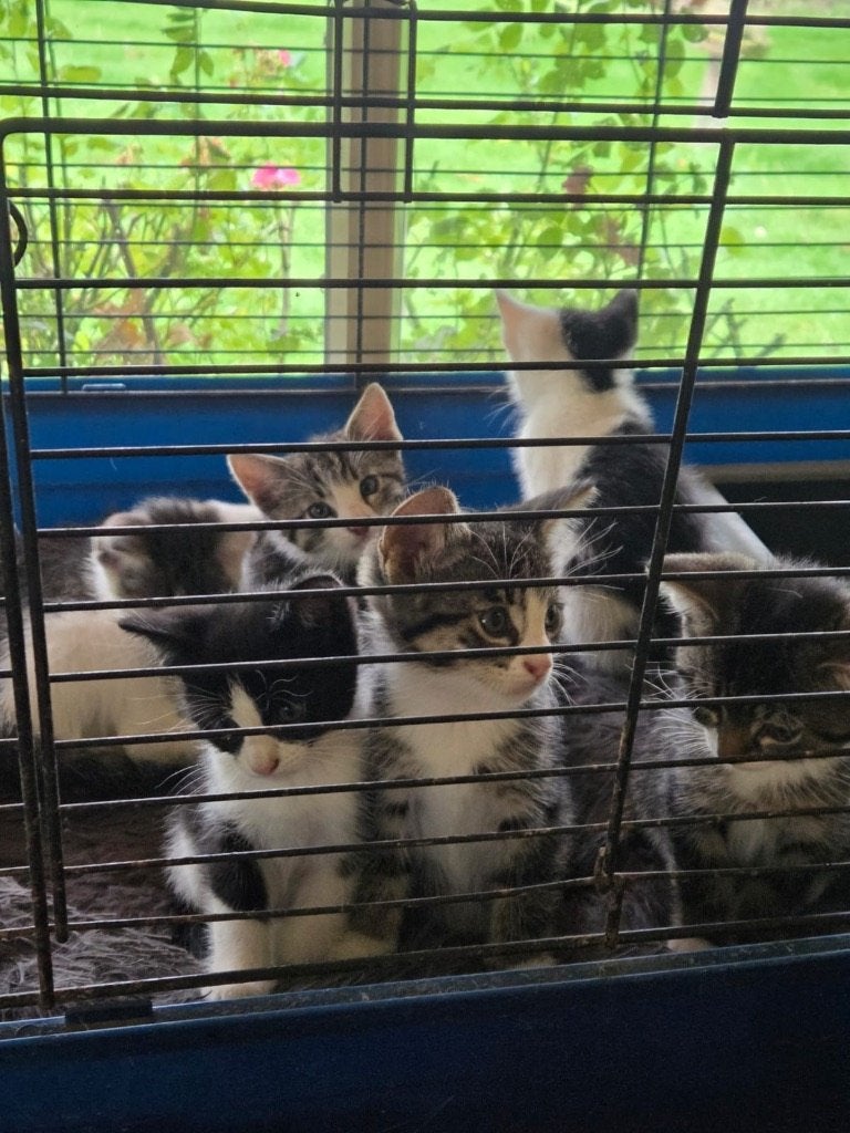 Eigenwijze boerderijkittens, Meerdere dieren, Kortharig, 0 tot 2 jaar