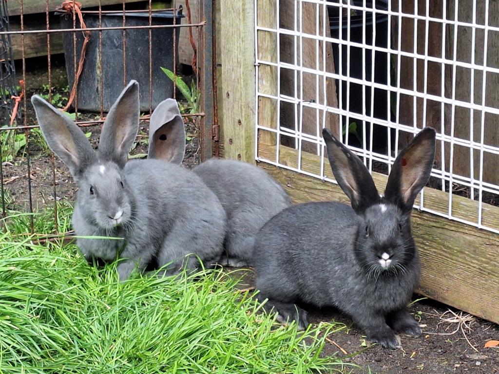 Prachtige mooie duitse reuzen, Dieren en Toebehoren, Meerdere dieren, Groot