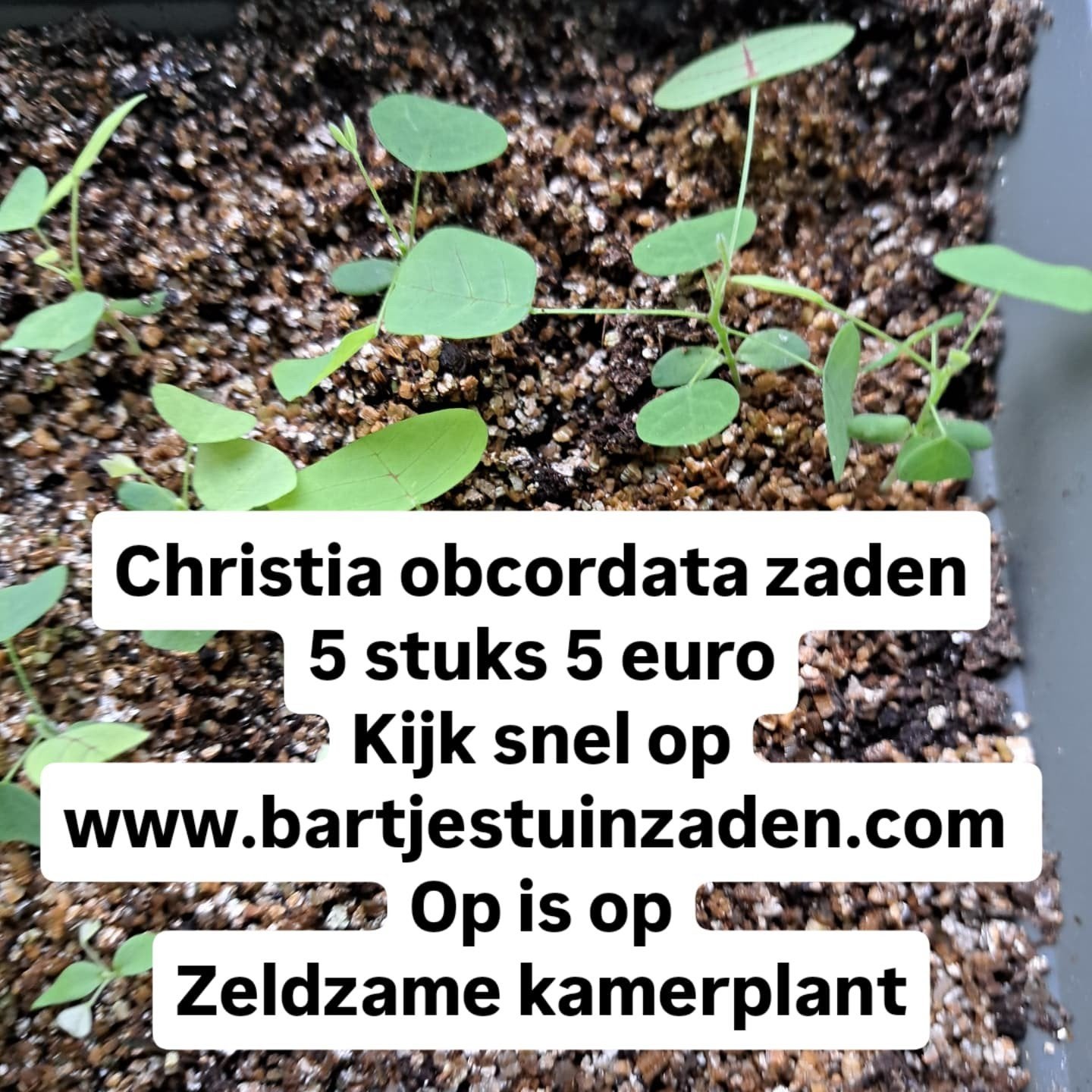 Zaden Christia obcordata 5 stuks, Verzenden, Volle zon