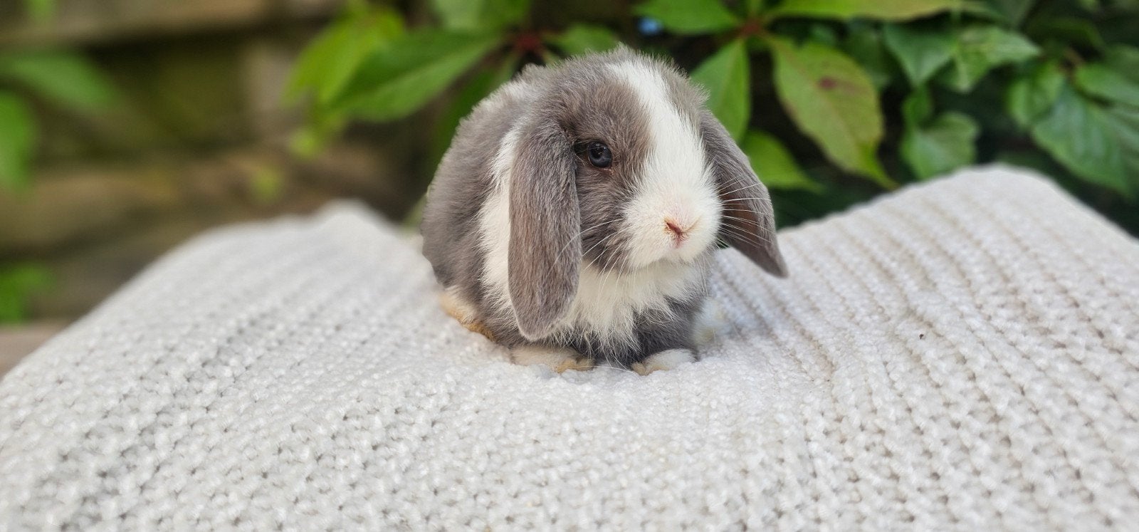 Knappe Nederlandse dwerghangoren x minilop voedsters, Vrouwelijk, Klein, Hangoor, 0 tot 2 jaar