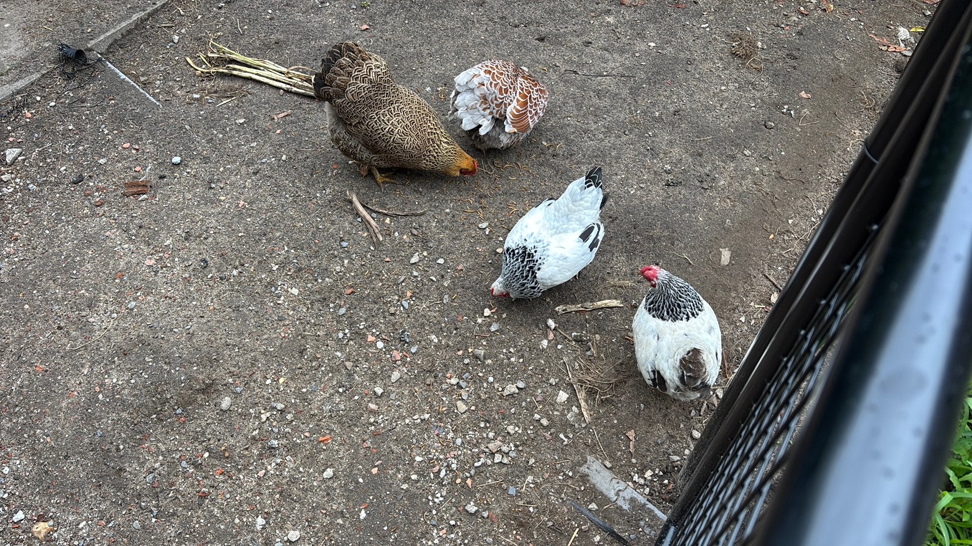 4 kippen gratis af te halen., Dieren en Toebehoren, Vrouwelijk