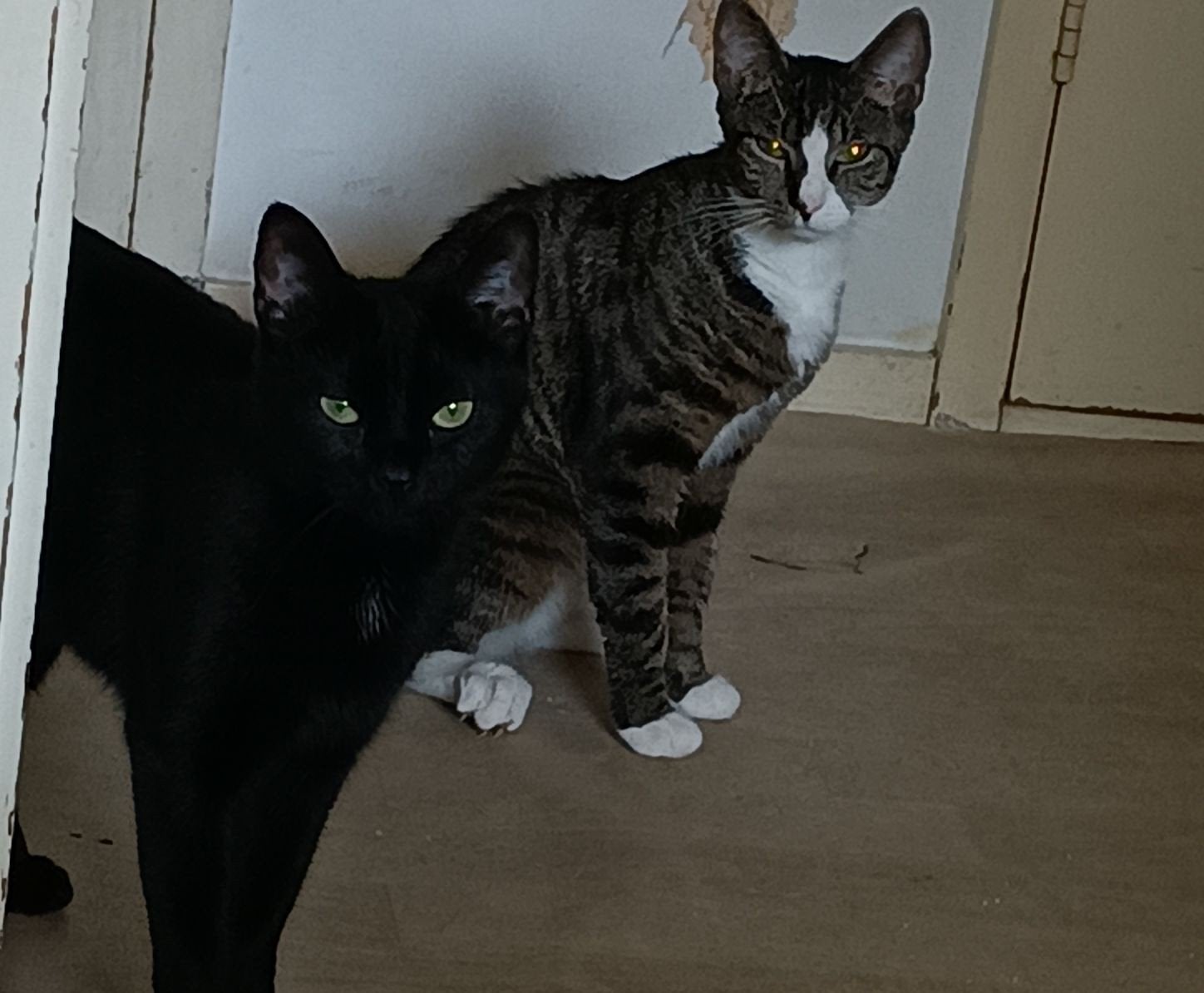 Gratis 2 katen, Poes, 0 tot 2 jaar