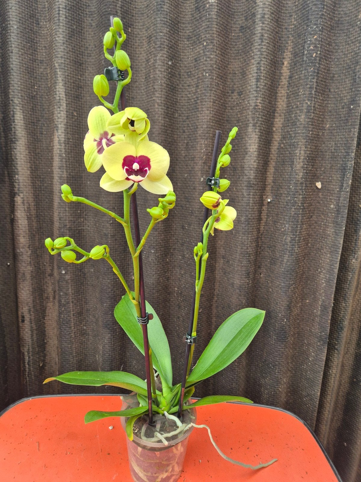 Orchidee Phalaenopsis Yellow Dark Eye p12 (1), Ophalen of Verzenden, Halfschaduw, Minder dan 100 cm