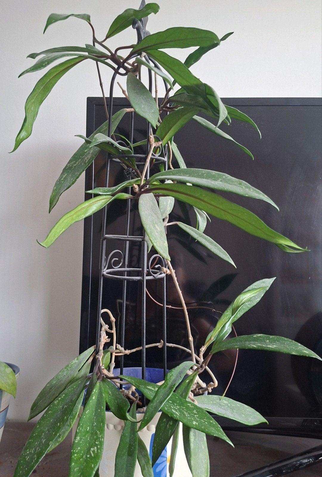 Hoya pubicalyx, Ophalen