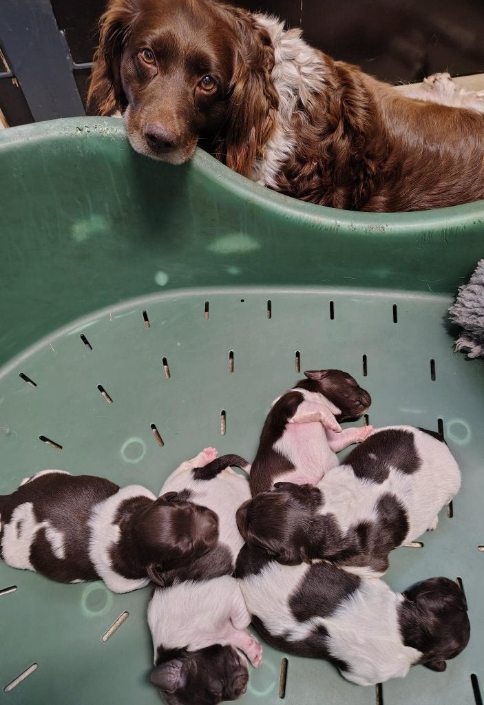 Bruine Friese stabij  pups, Overige rassen, 8 tot 15 weken, Meerdere, Meerdere dieren