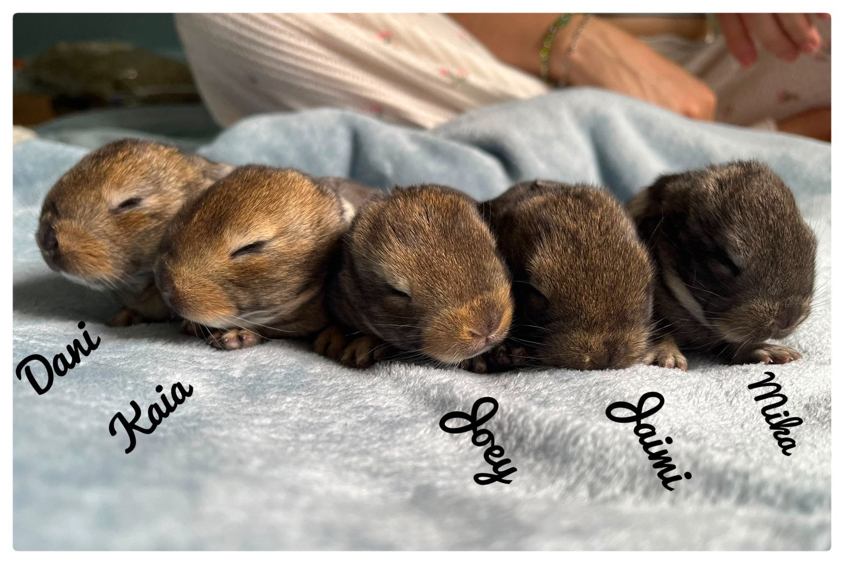 Handtamme konijntjes, Meerdere dieren, Dwerg, Hangoor, 0 tot 2 jaar