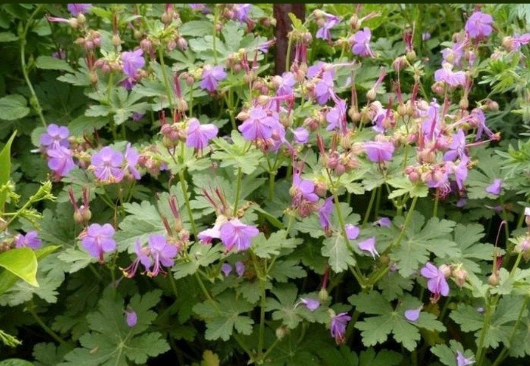Geranium, ooievaarsbek, Tuin en Terras, Ophalen of Verzenden, Bodembedekkers, Halfschaduw
