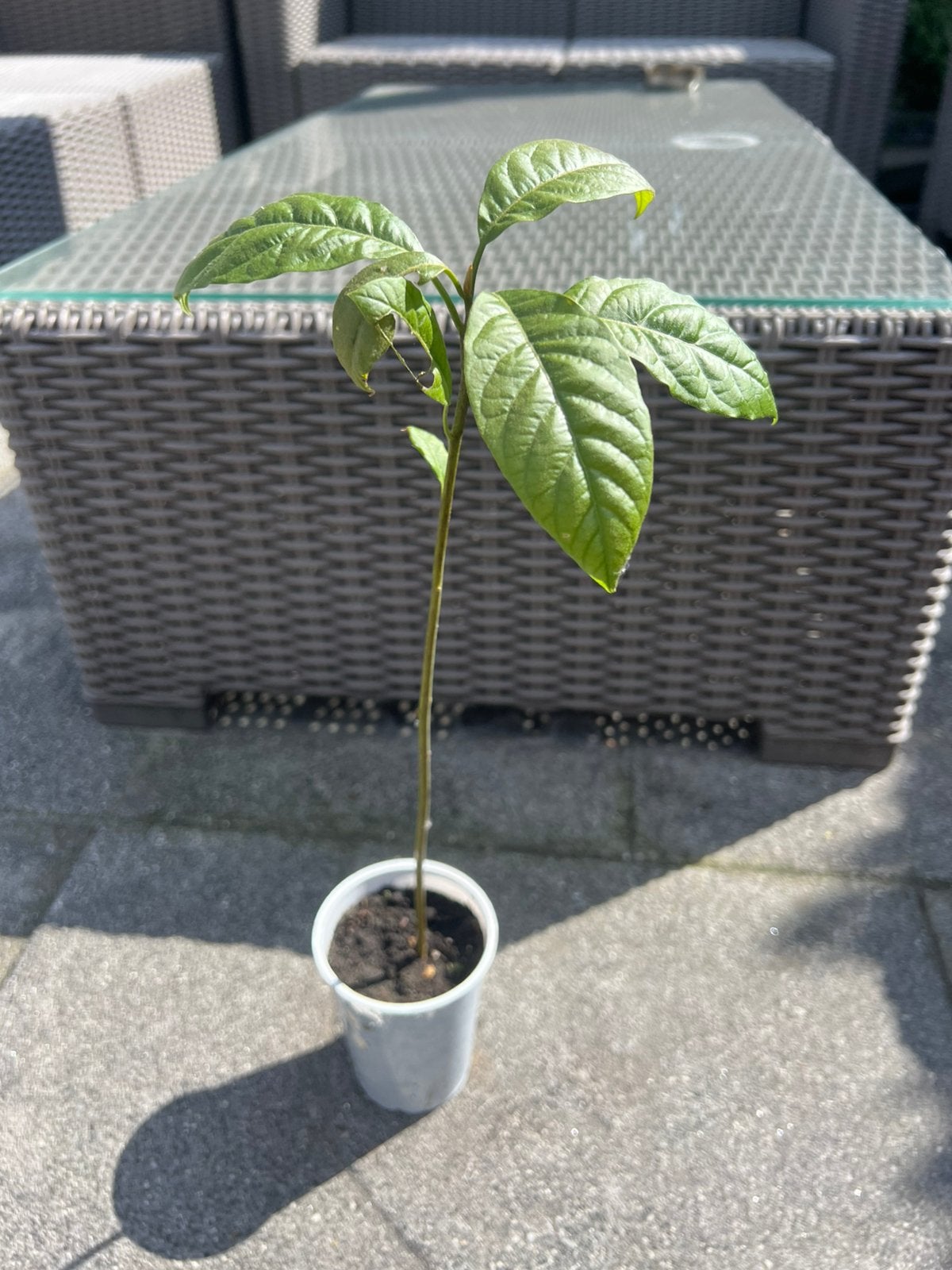Avocado plant, Verzenden, Minder dan 100 cm, Overige soorten, Zomer