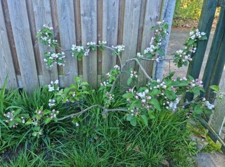 Prachtig klein appelboompje circa 60cm Afgelopen jaar appels, Ophalen, Minder dan 100 cm, Lente, Volle zon