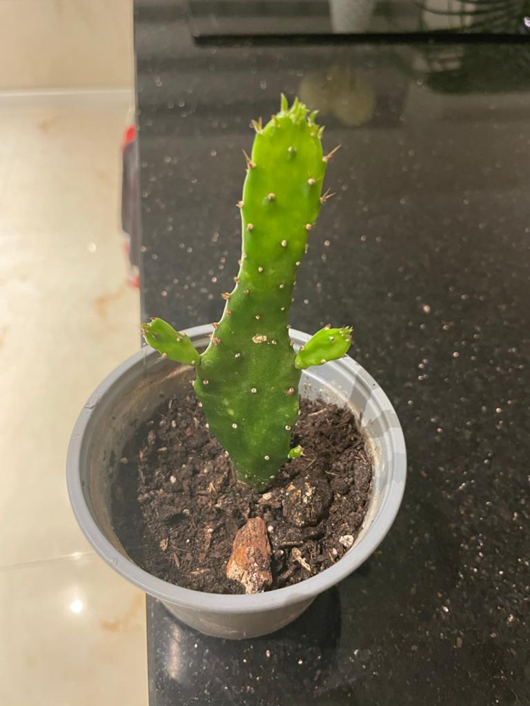 Opuntia Cactus - Jonge Stek in Pot, Tuin en Terras, Volle zon, Vaste plant, Zomer, Ophalen