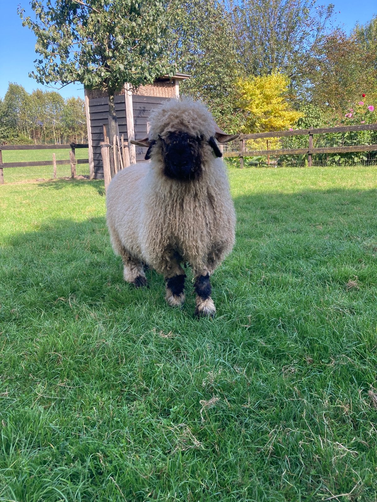 Walliser Schwarznase Ram, Mannelijk, Schaap, 0 tot 2 jaar