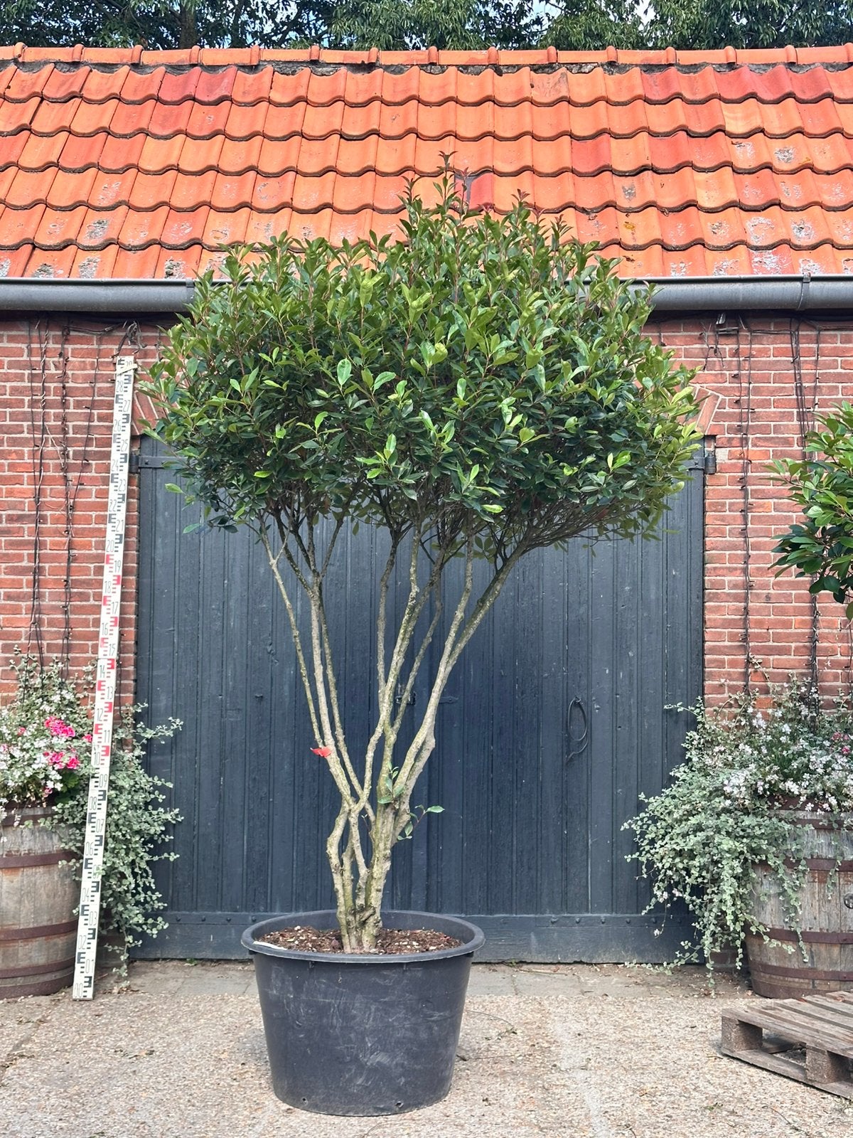 Meerstammige Photinia fraseri 'Carré Rouge' (Glansmispel), Overige soorten, 100 tot 250 cm, Zomer, Ophalen