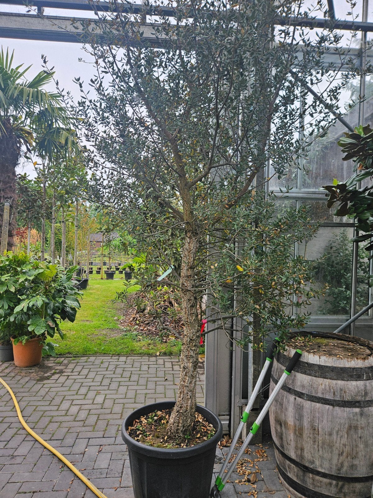 Mediterrane kurkeik / Quercus suber /wintergroen ‼️‼️, Bloeit niet, 400 cm of meer, Ophalen, Volle zon