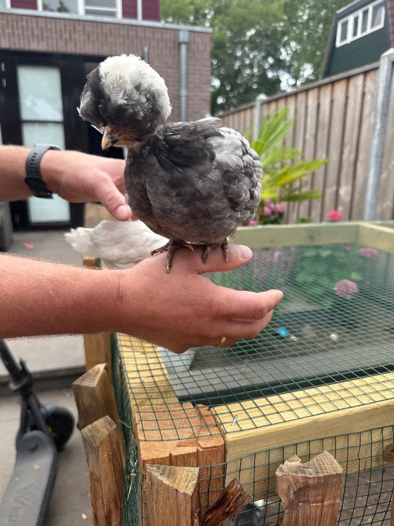 Kippen kuifhoen kriel, Meerdere dieren, Kip