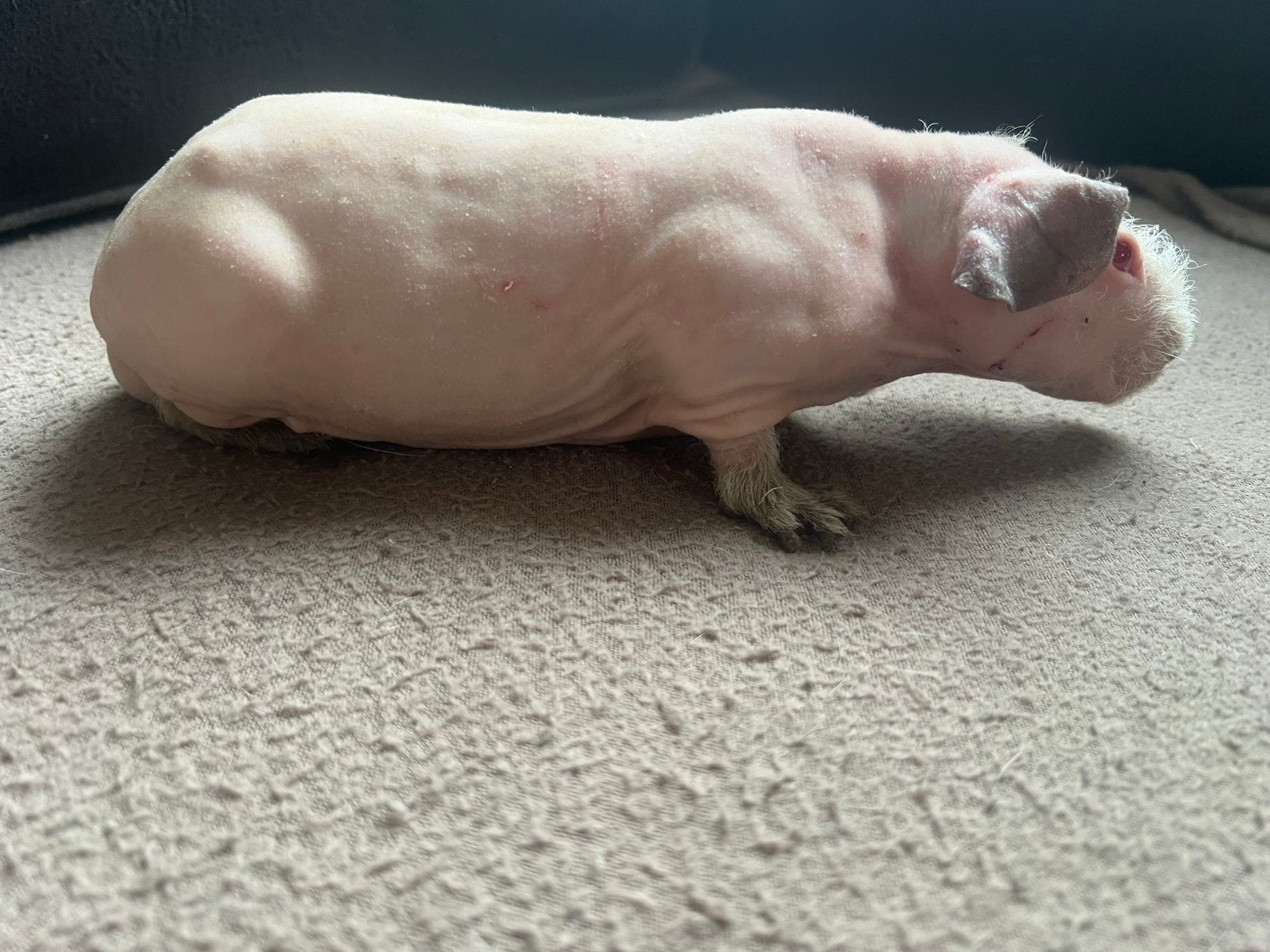 Lief tam skinny cavia beertje, Cavia, April, Mannelijk, Tam