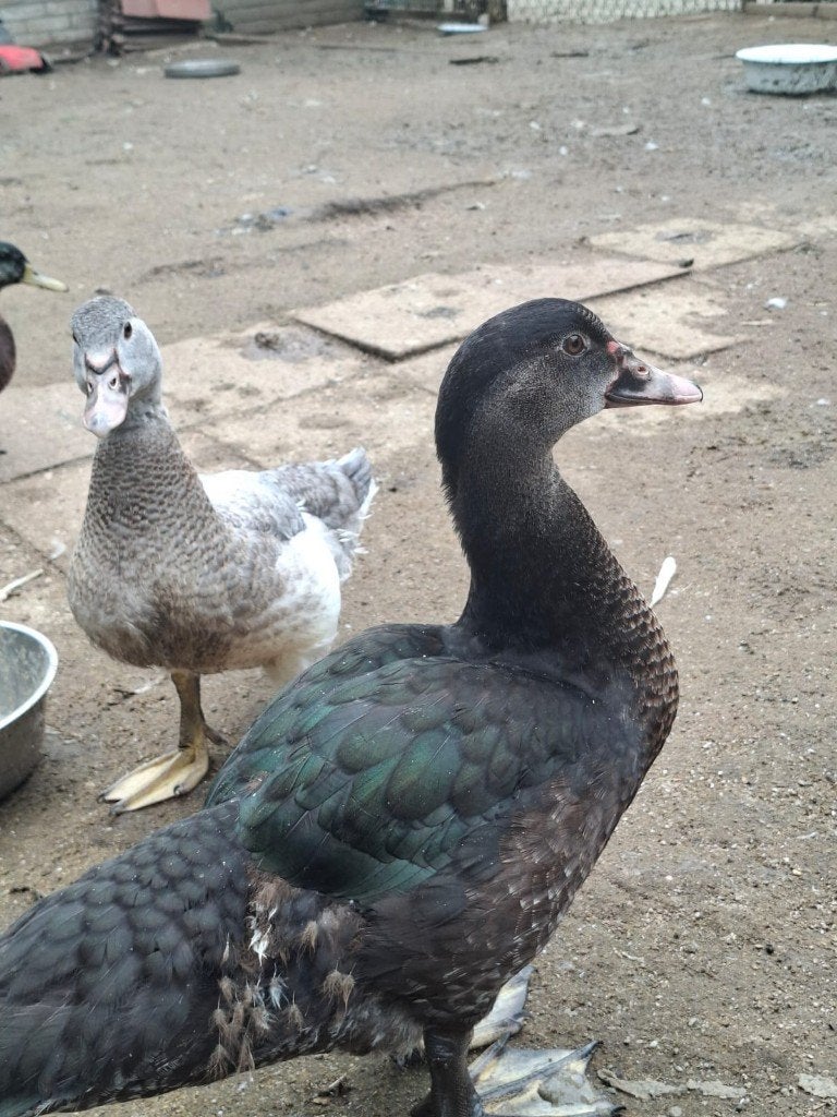 muskuseend, Dieren en Toebehoren, Geslacht onbekend, Eend