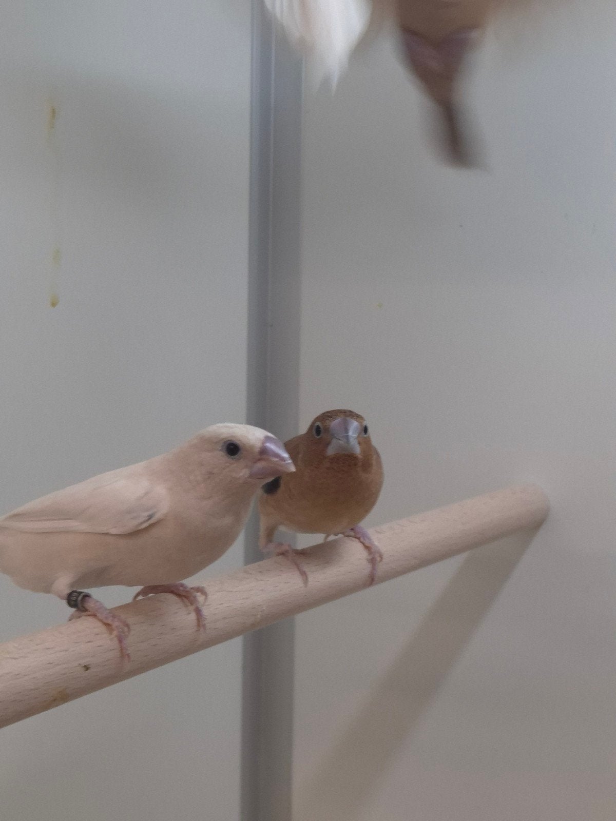 Zilverbekjes diverse kleuren, Geslacht onbekend, Tropenvogel, Geringd