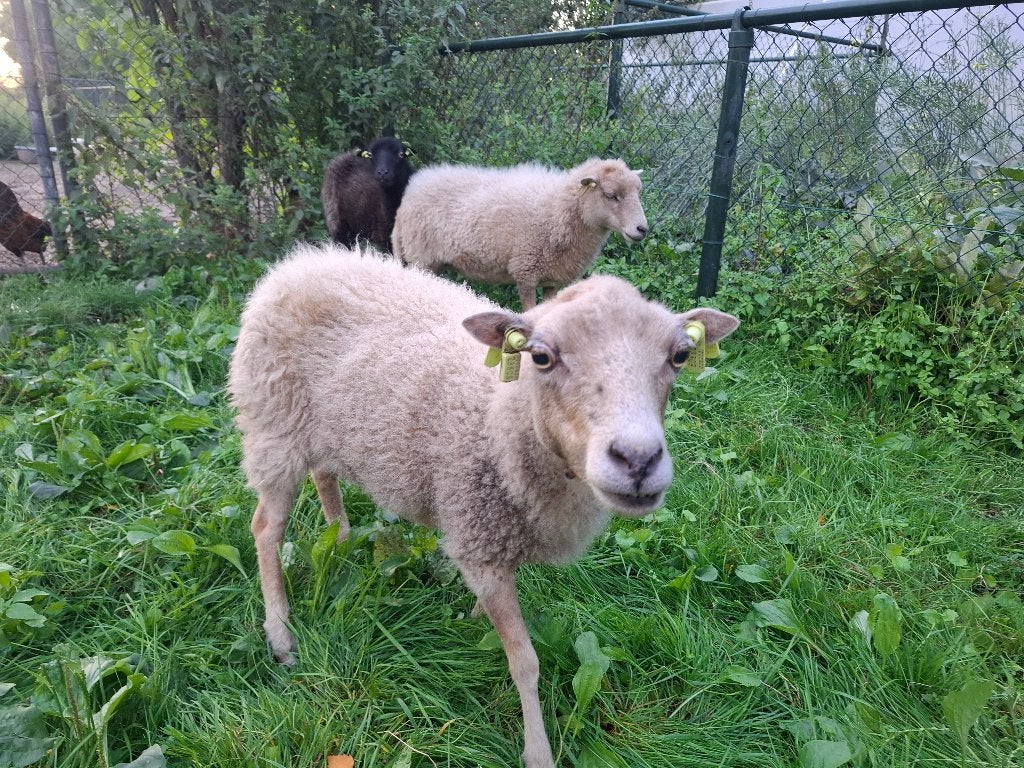 Ouessant ooien, Vrouwelijk, Schaap