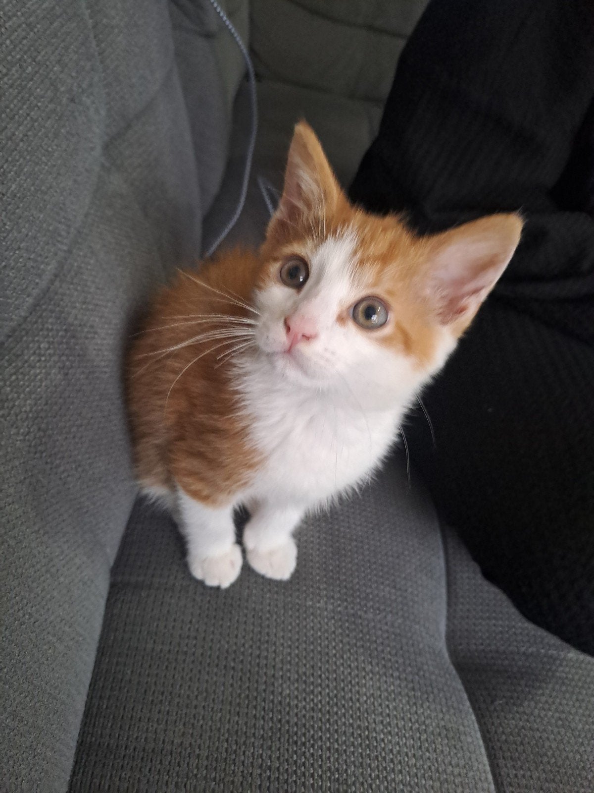 Kitten
