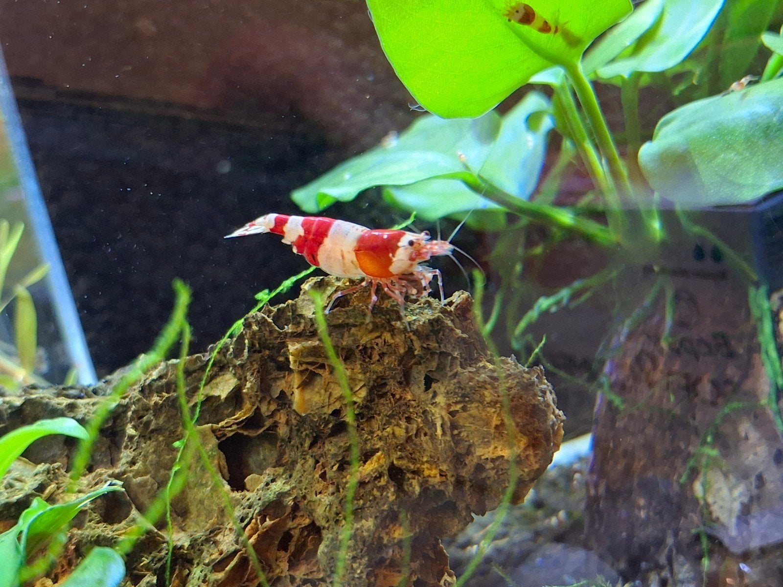 Crystal red caridina garnalen, Kreeft, Krab of Garnaal, Zoetwatervis, Schoolvis