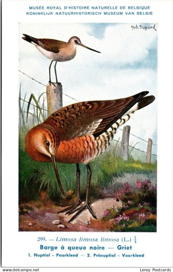 Griet / Black-tailed Godwit – Nº 299 – (KBIN / IRSNB), Verzenden, 1940 tot 1960, Ongelopen, Vogel