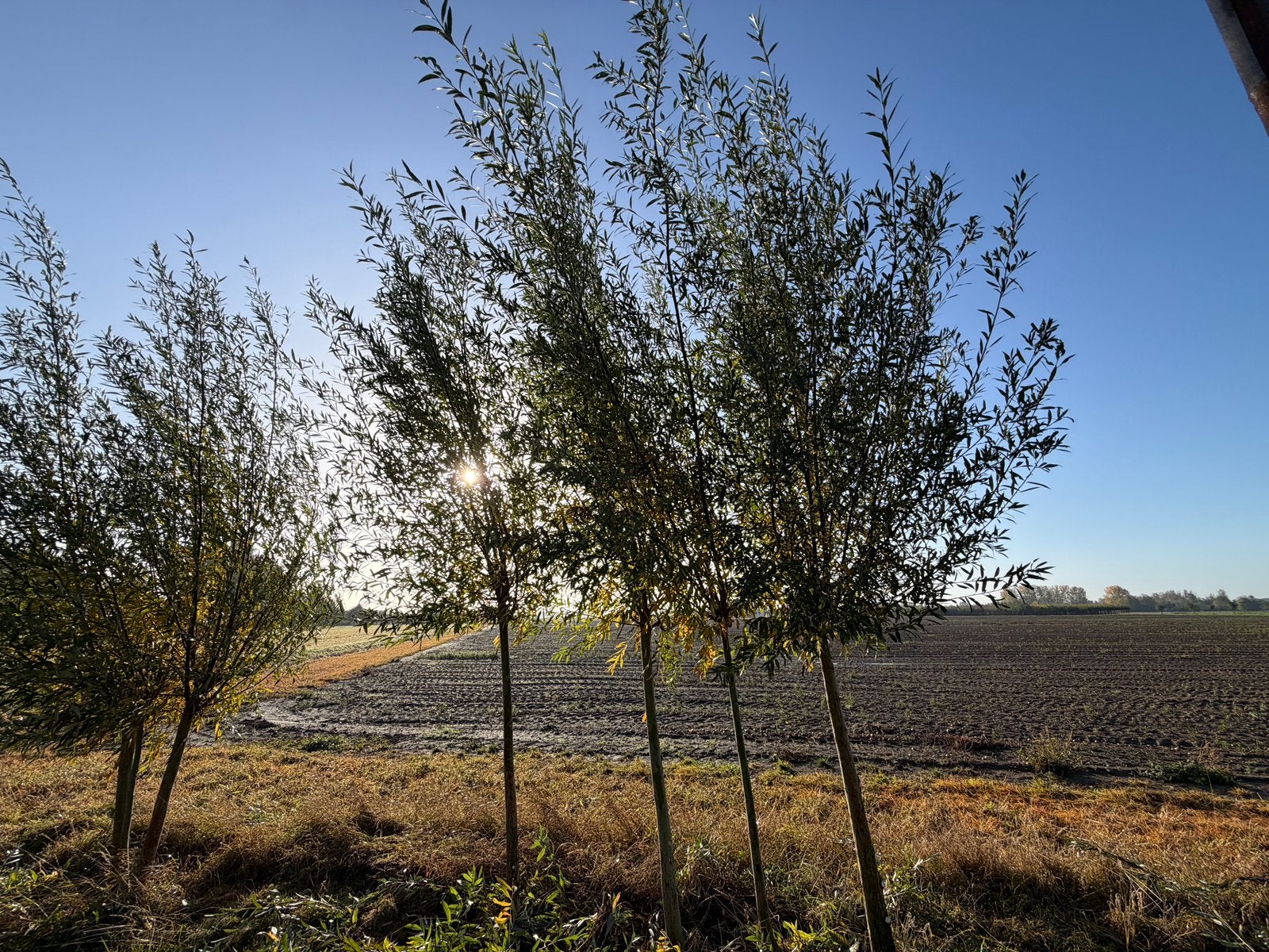 Knot wilg, Tuin en Terras, Ophalen, Zomer, Volle zon, Overige soorten