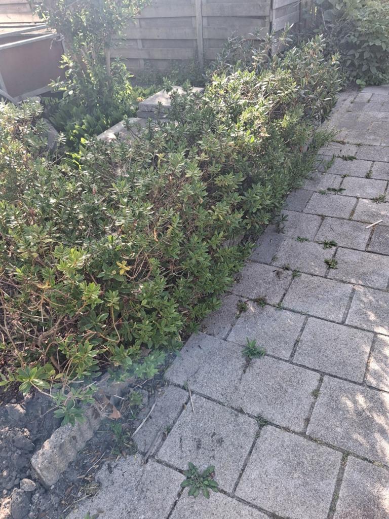 4 meter struiken, boompje, vlinderstruik, roos gratis, Tuin en Terras, Planten | Struiken en Hagen, Ophalen, Overige soorten, Haag