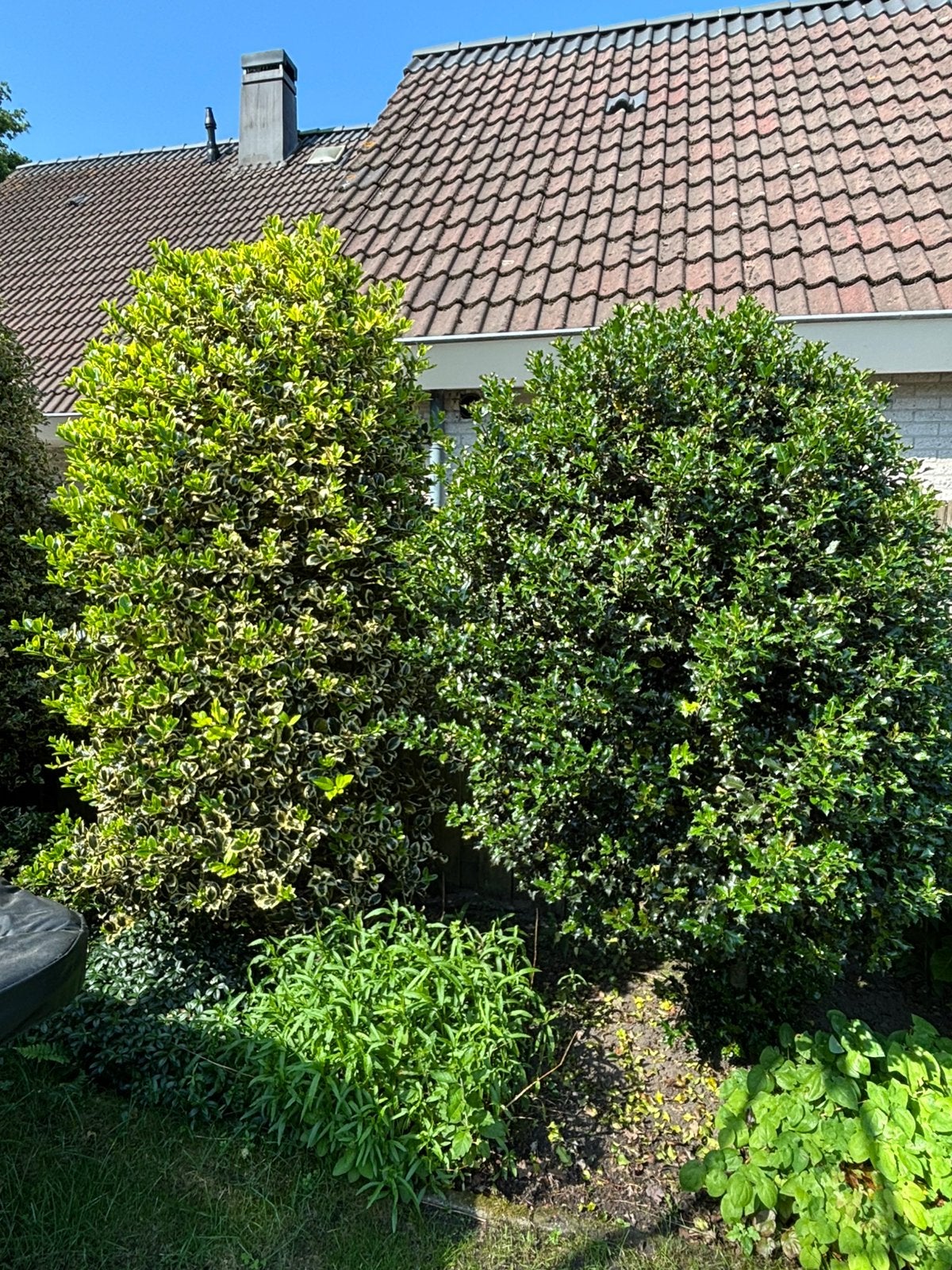 6 volwassen hulstbomen, Ophalen, Bamboe