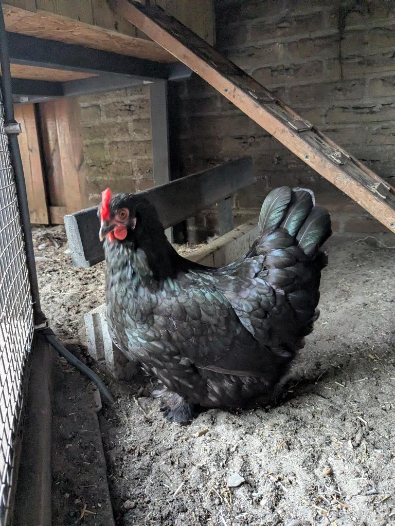 Cochin kriel zwart, Dieren en Toebehoren, Pluimvee, Vrouwelijk, Kip