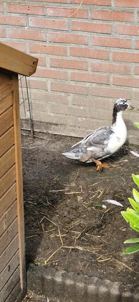 Eenden, Dieren en Toebehoren, Pluimvee, Meerdere dieren, Eend