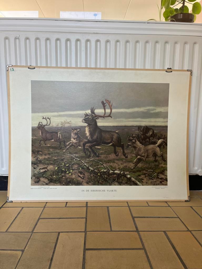 Schoolplaat In de Siberische Vlakte, Antiek en Kunst, Ophalen, Natuur en Biologie