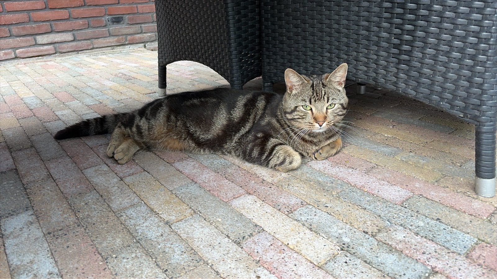 Aanhankelijke kater heel lief, Kater, Kortharig, 0 tot 2 jaar