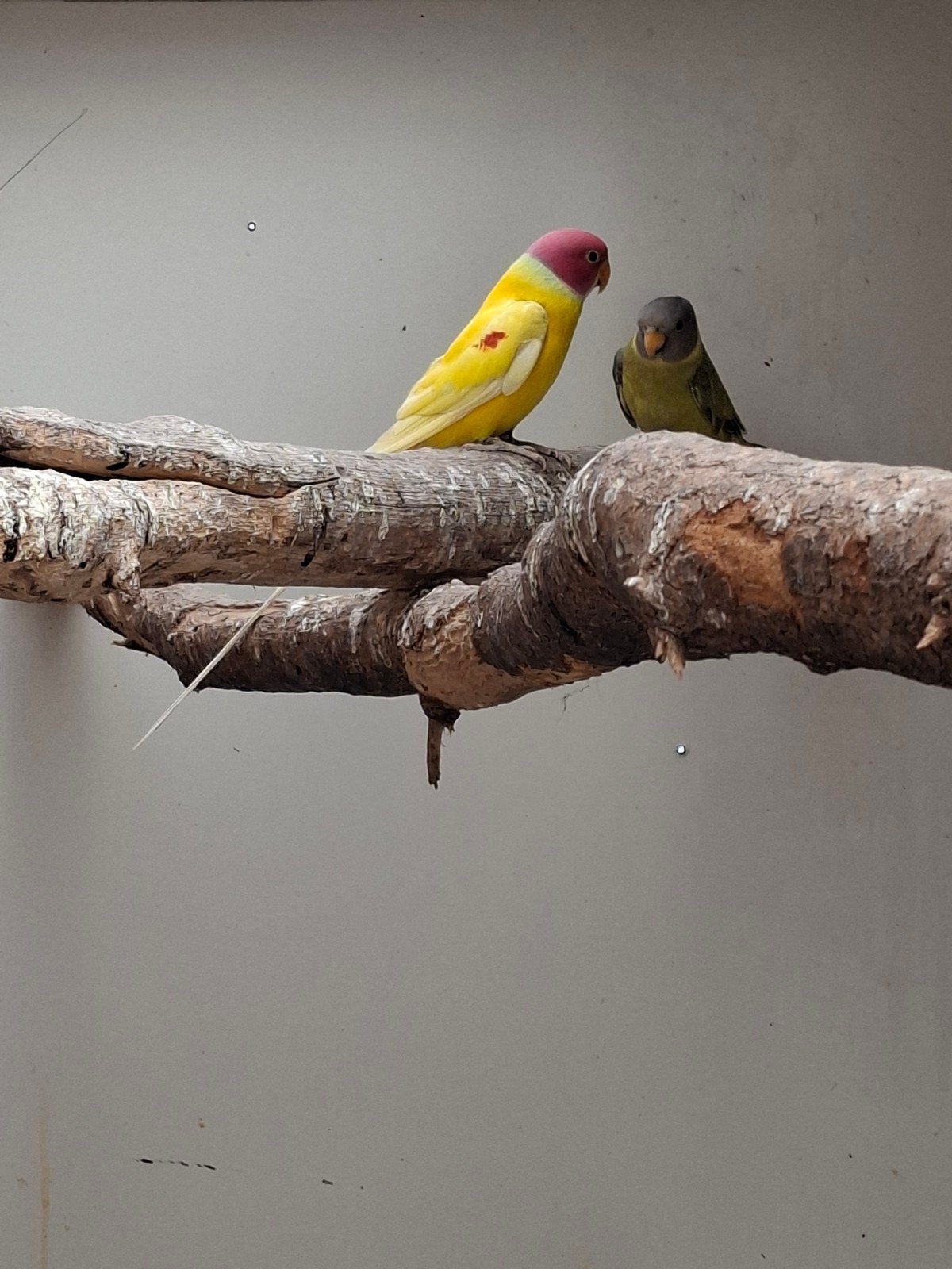 Te koop diverse parkieten groot en klein, Dieren en Toebehoren, Vogels | Parkieten en Papegaaien, Meerdere dieren, Parkiet