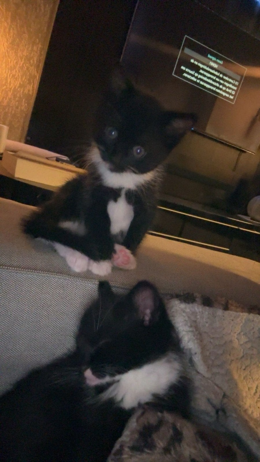 twee lieve kittens zoeken nog een nieuw huisje, Poes, Kortharig, 0 tot 2 jaar