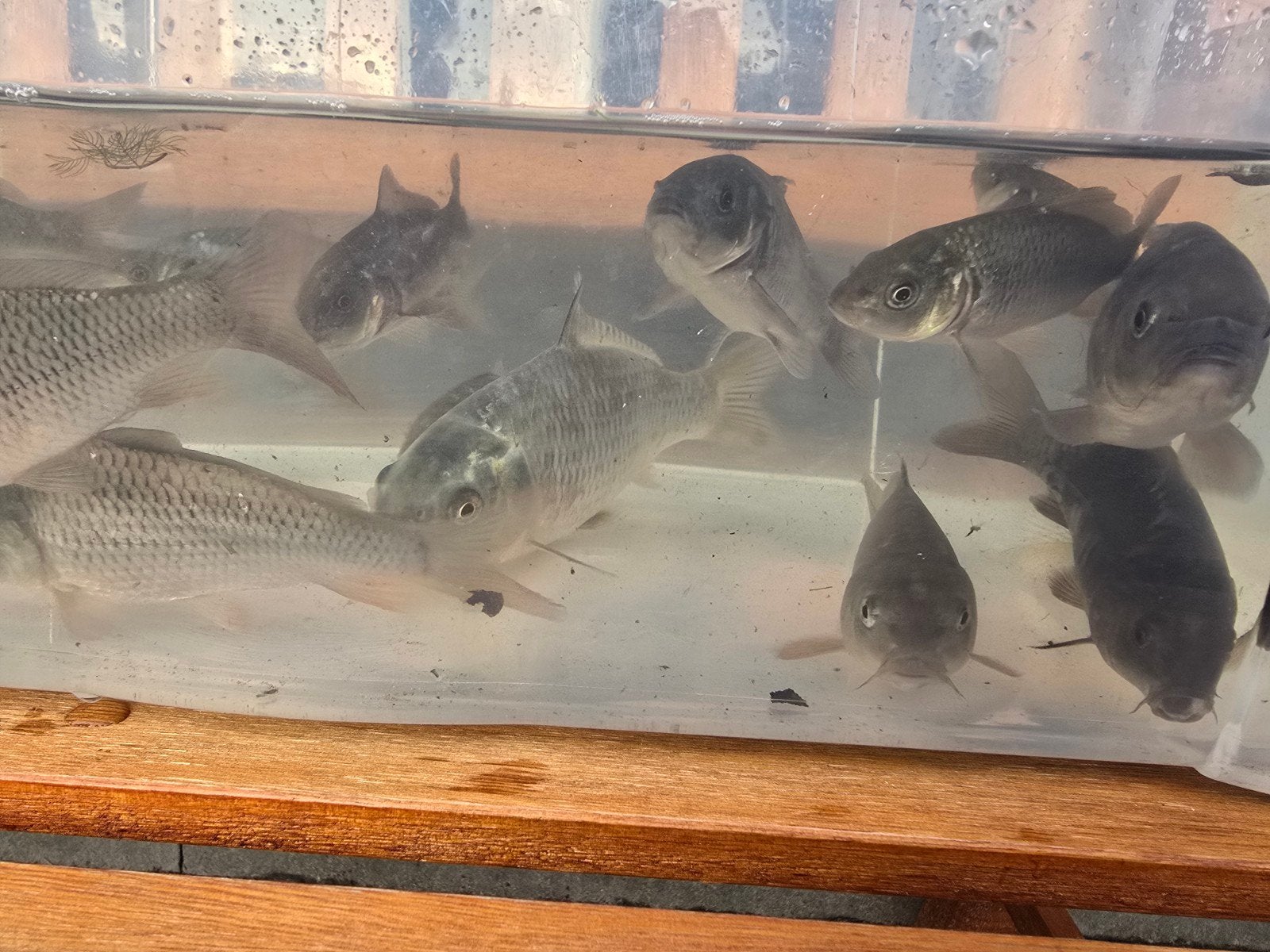 Koi/schub/spiegelkarpers, Karper of Koi
