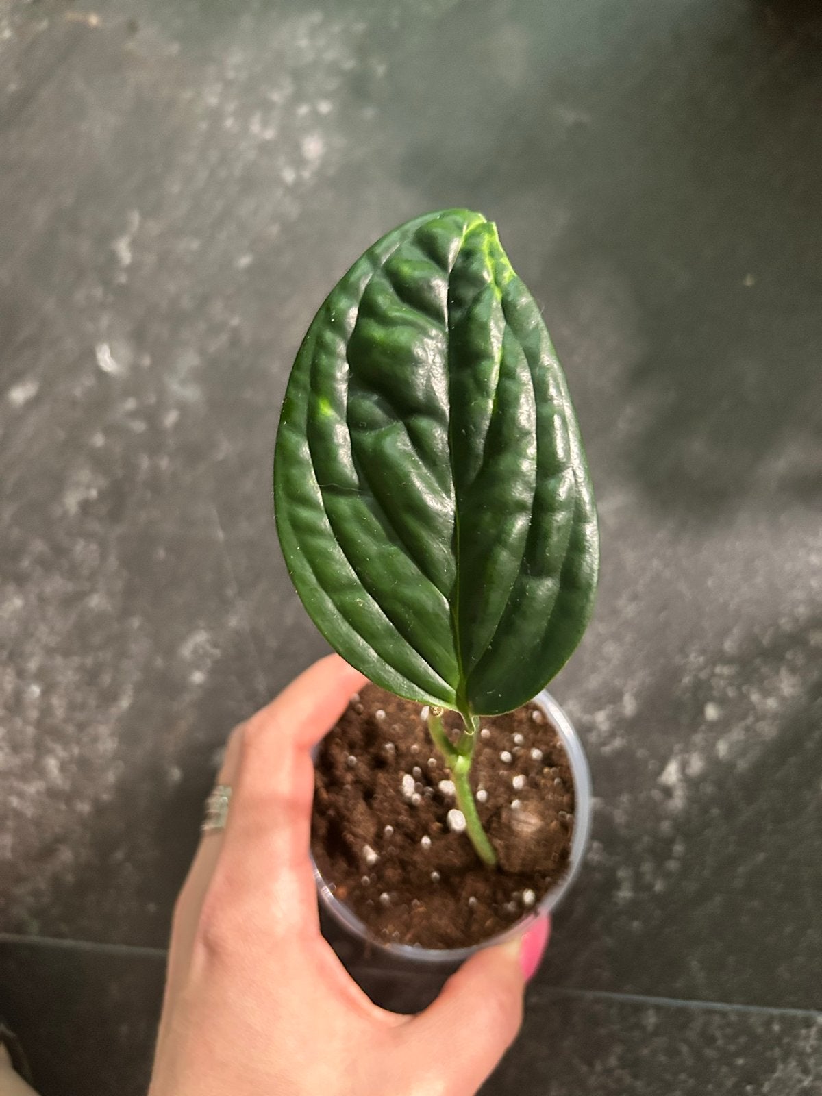 Monstera Karstenianum / Peru - Jonge plant, Ophalen of Verzenden, Halfschaduw, Minder dan 100 cm
