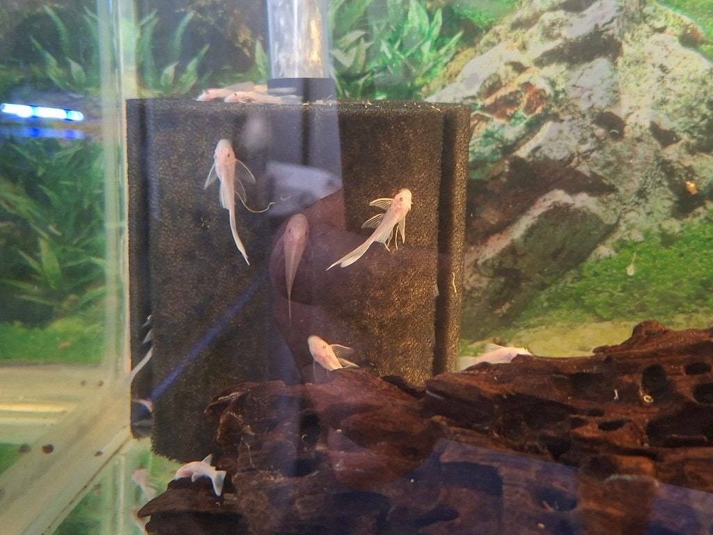 L144 snow white long fin, Vis, Zoetwatervis