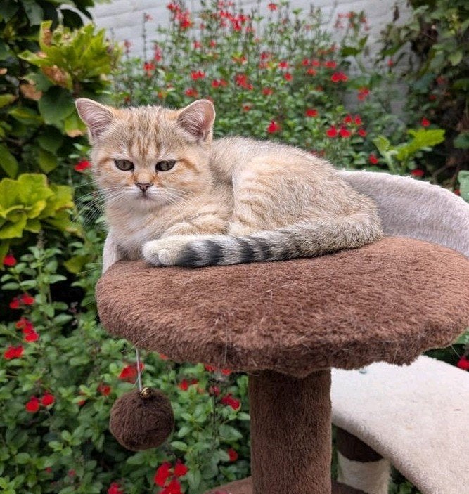 BKH (Britse korthaar) POES MET STAMBOOM