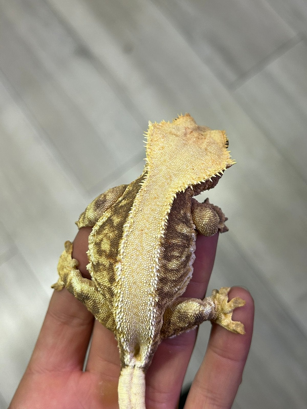 Lilly white wimper gecko - crested gecko Crested Gecko photo 3