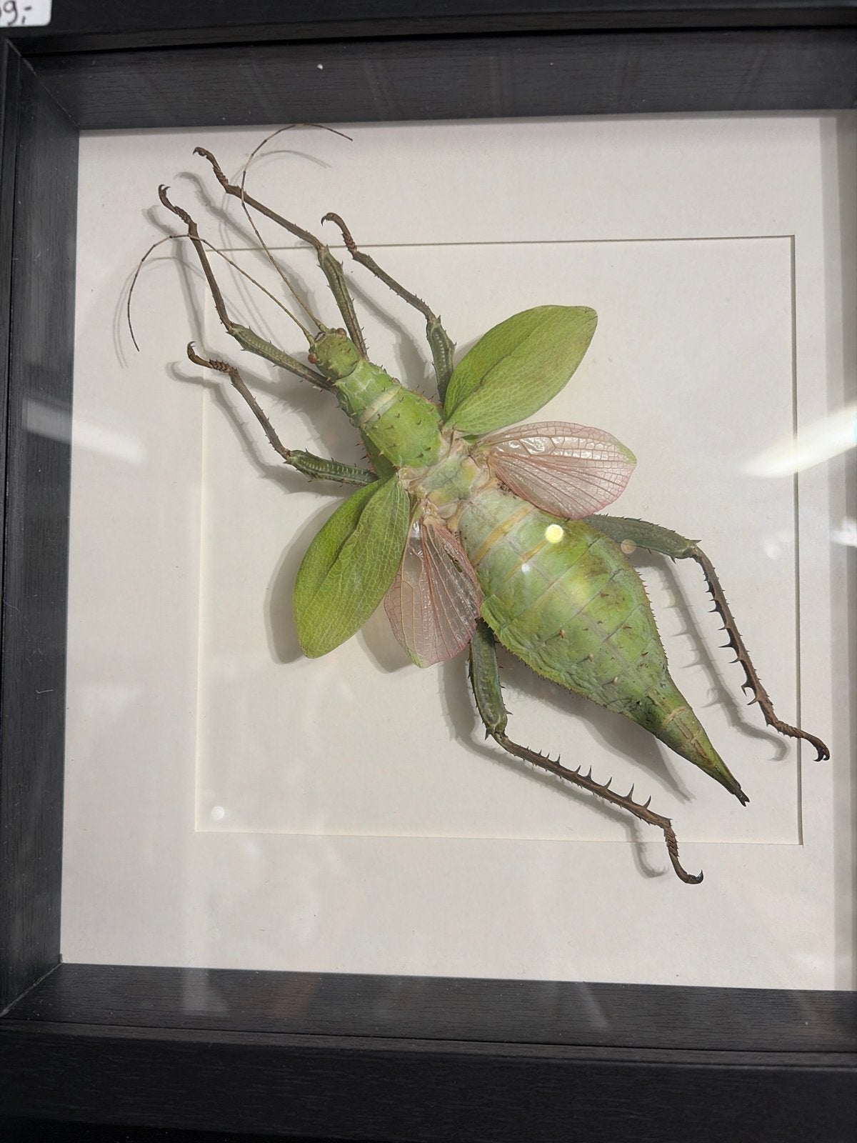 Opgezette wandelende tak in lijst - Uniek decoratiestuk, Ophalen of Verzenden, Nieuw, Insect, Opgezet dier