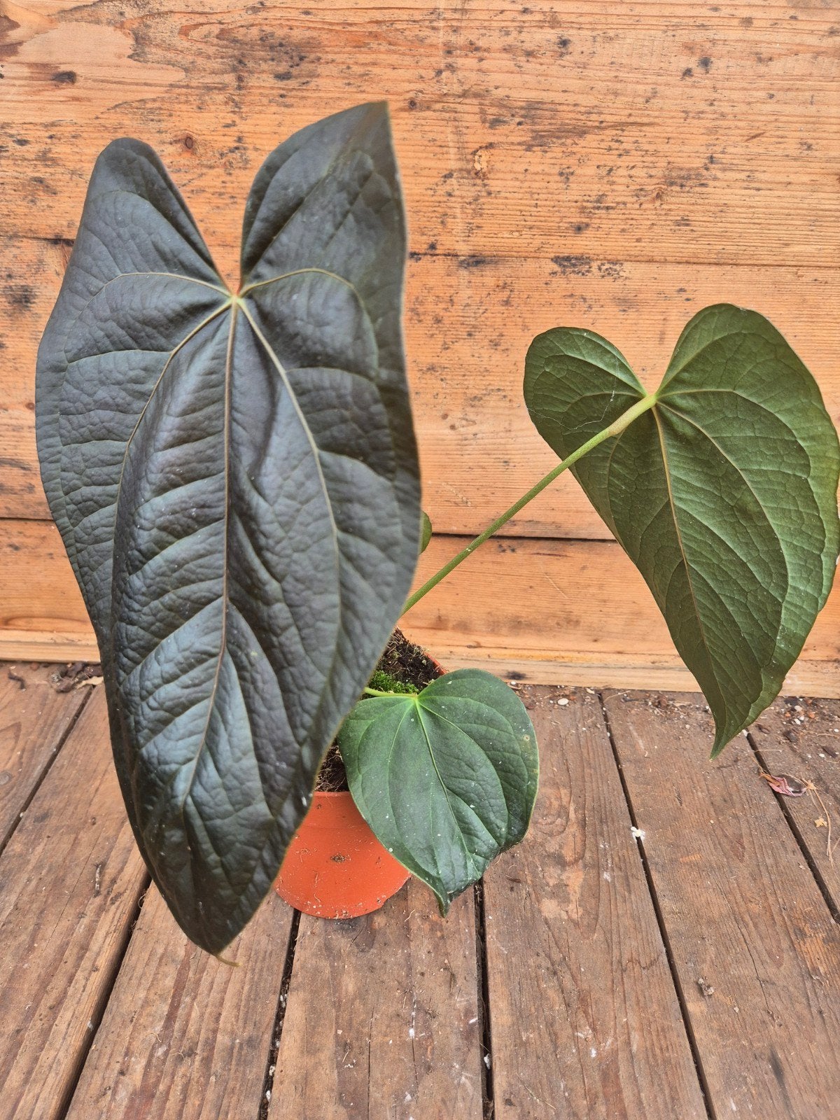 Anthurium Queen of Hearts p12 (1), Ophalen of Verzenden, Halfschaduw, Minder dan 100 cm