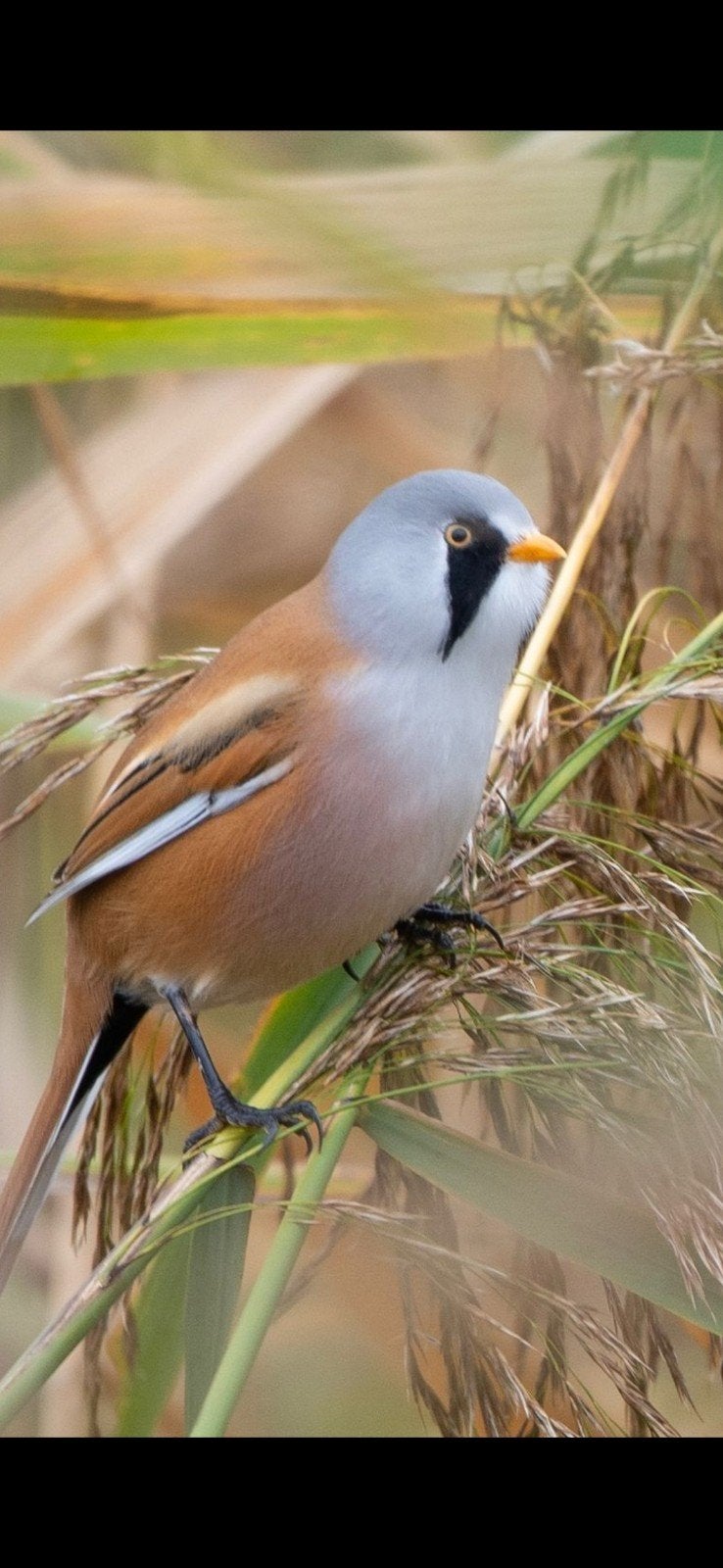 baardmannetjes, Dieren en Toebehoren, Meerdere dieren, Geringd