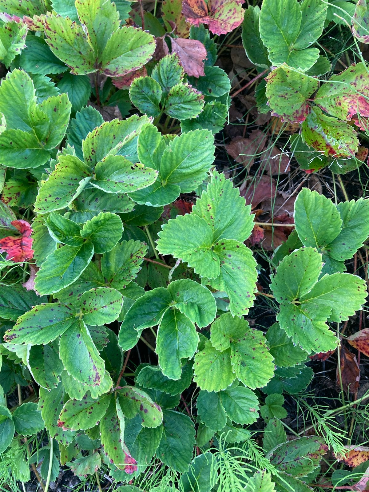 aardbeienplantjes - 50 cent per stuk, Tuin en Terras, Planten | Tuinplanten, Ophalen, Volle zon, Vaste plant, Fruitplanten